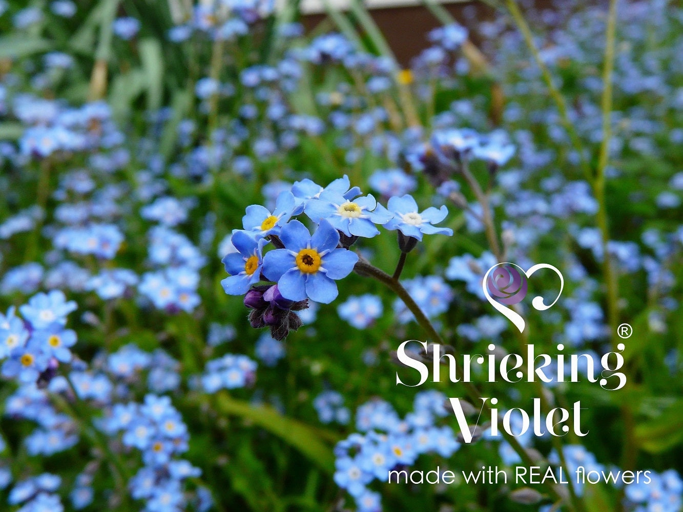 Shrieking Violet Real Flower Forget Me Not Silver Ring FRA-01